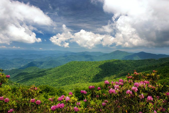 "Rhododendron at Craggy Gardens, Milepost 364.6" by Pavel Petrushenko