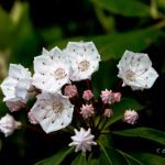 "Mountain Laurel on the Craggy Pinnacle Summit" by Tim Baumgartner