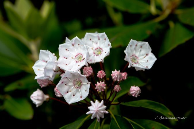 "Mountain Laurel on the Craggy Pinnacle Summit" by Tim Baumgartner