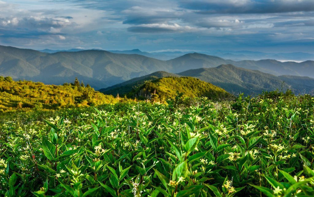 "Art Loeb Trail near Tennent Mountain" by Daniel Plotts