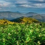 "Art Loeb Trail near Tennent Mountain" by Daniel Plotts