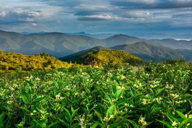 "Art Loeb Trail near Tennent Mountain" by Daniel Plotts