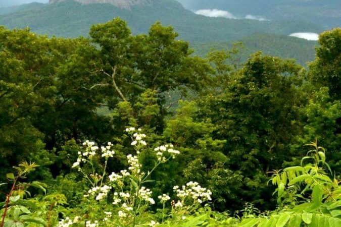 "Looking Glass Rock Overlook, Milepost 417" by Mandy Quinzi