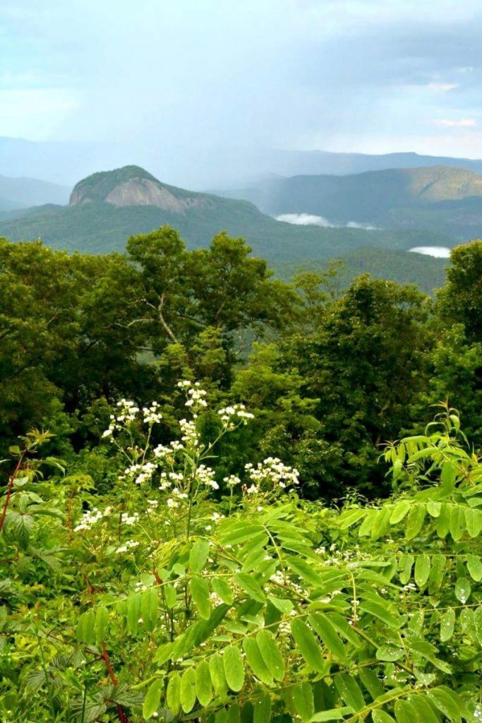 "Looking Glass Rock Overlook, Milepost 417" by Mandy Quinzi