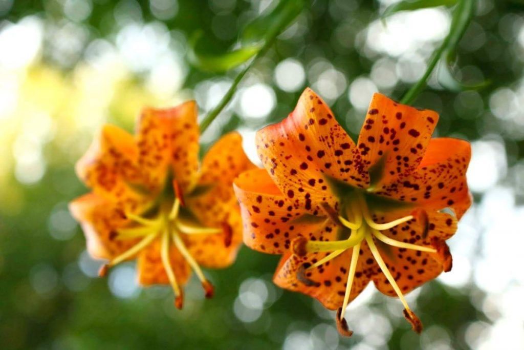 "Turk's Cap Lilies in Elk Pasture Gap, Milepost 404" by Mandy Quinzi