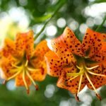 "Turk's Cap Lilies in Elk Pasture Gap, Milepost 404" by Mandy Quinzi