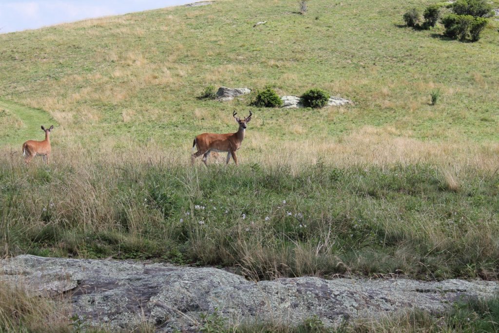 "Deer at Doughton Park, Milepost 241.1" by Terry Huffines