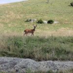 "Deer at Doughton Park, Milepost 241.1" by Terry Huffines