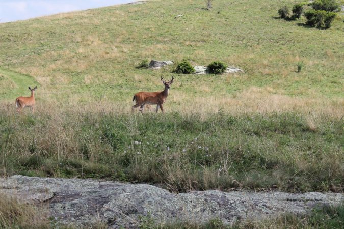 "Deer at Doughton Park, Milepost 241.1" by Terry Huffines