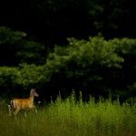 "Deer at the North Carolina/Virginia State Line" by Leiane Gibson