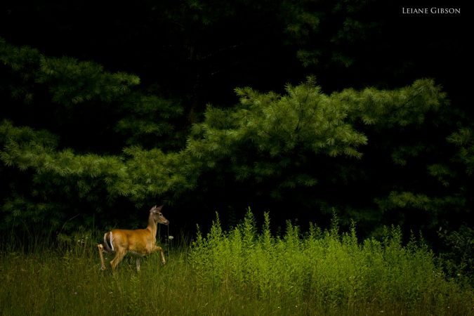 "Deer at the North Carolina/Virginia State Line" by Leiane Gibson