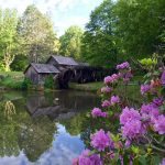 "Spring Rhododendron at Mabry Mill, Milepost 176.1" by Bernardo Egli
