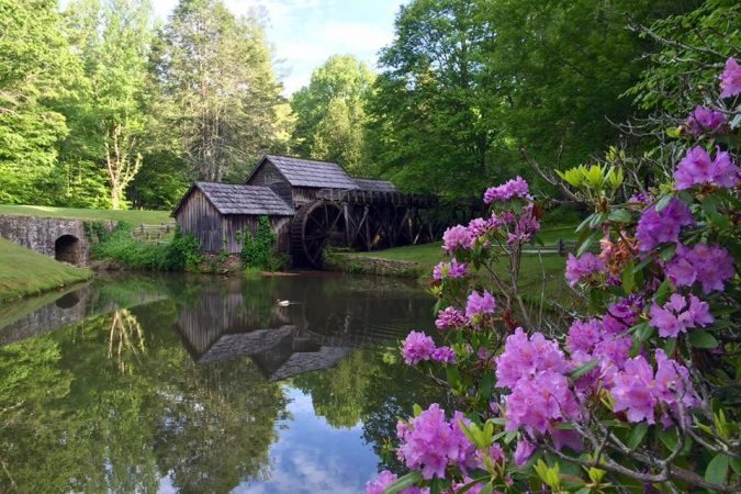 "Spring Rhododendron at Mabry Mill, Milepost 176.1" by Bernardo Egli
