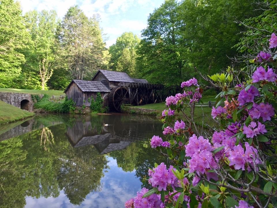 "Spring Rhododendron at Mabry Mill, Milepost 176.1" by Bernardo Egli