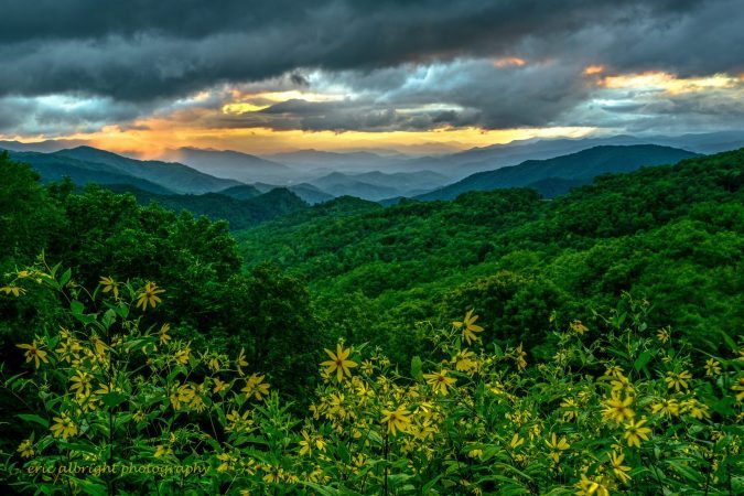 "Wildflowers at Thunder Struck Ridge Overlook, Milepost 454.4" by Eric Albright