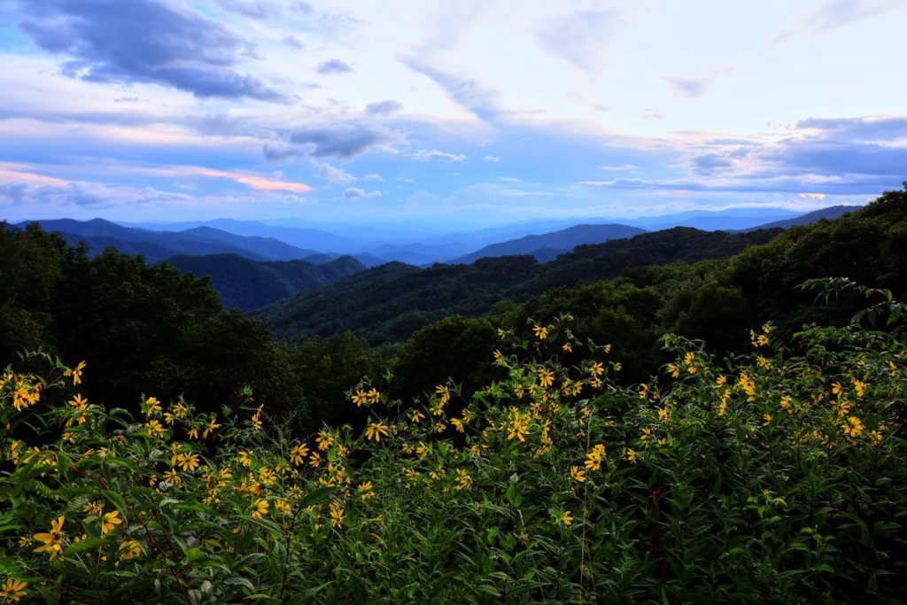 "Yellow Flowers at Thunder Struck Ridge, Milepost 454.4" by Carol R Montoya