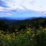 "Yellow Flowers at Thunder Struck Ridge, Milepost 454.4" by Carol R Montoya