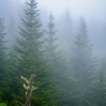 "Balsams in the Mist at Devil's Courthouse, Milepost 422.4" by Terry Barnes