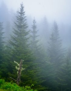 "Balsams in the Mist at Devil's Courthouse, Milepost 422.4" by Terry Barnes