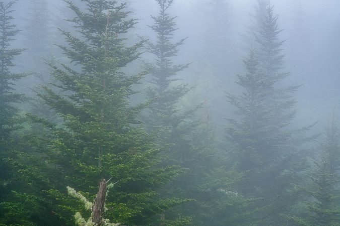 "Balsams in the Mist at Devil's Courthouse, Milepost 422.4" by Terry Barnes