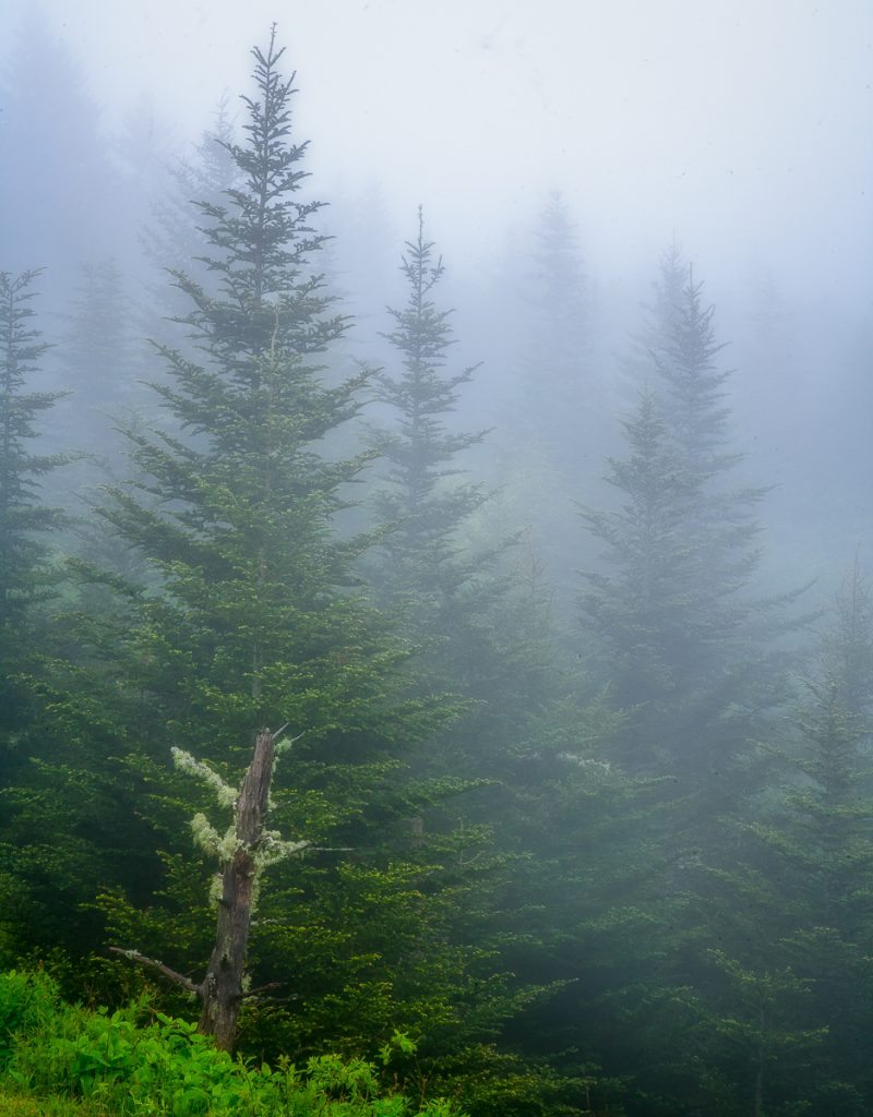 "Balsams in the Mist at Devil's Courthouse, Milepost 422.4" by Terry Barnes