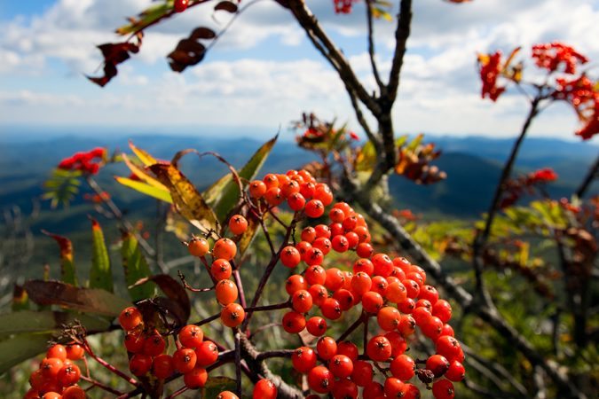 "Mountain Ash at Flat Rock, Milepost 308.2" by David Lane