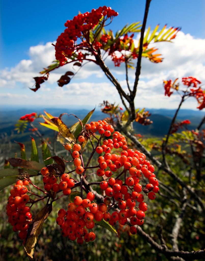 "Mountain Ash at Flat Rock, Milepost 308.2" by David Lane