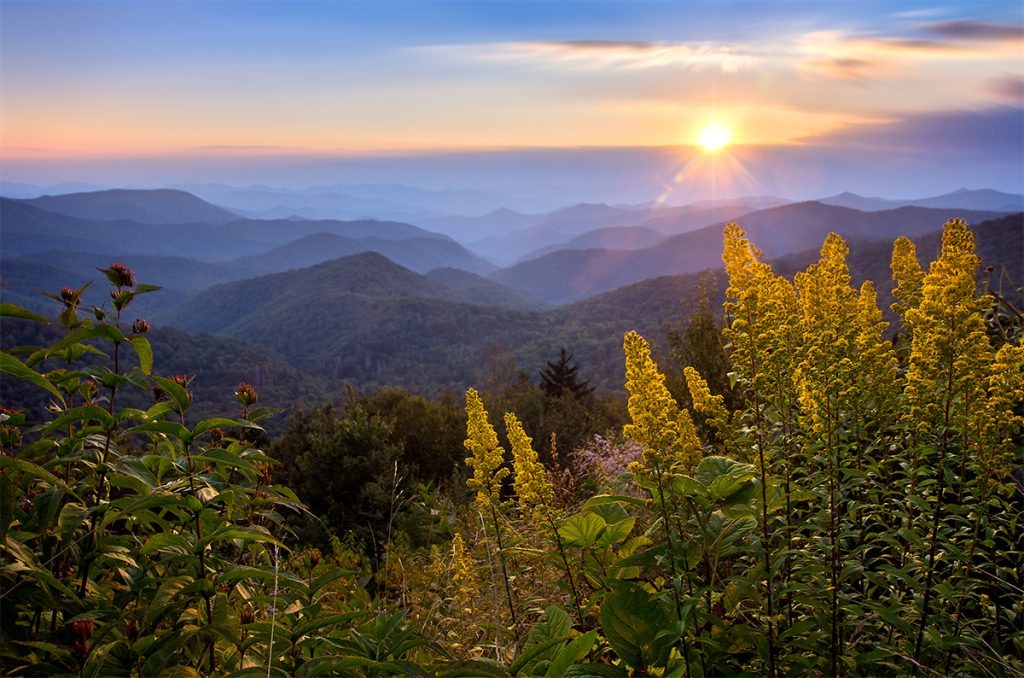 "Sun and Wildflowers near Milepost 429" by Dawnfire Photography