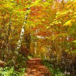 "Golden Trail at the Linn Cove Viaduct Visitor Center, Milepost 304.4" by Linda Collins