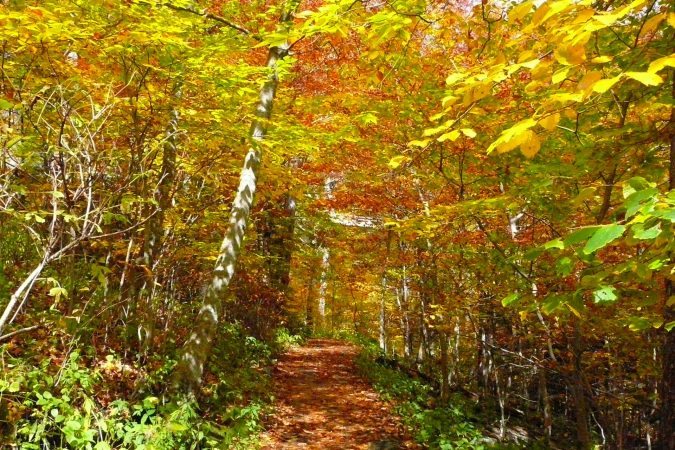 "Golden Trail at the Linn Cove Viaduct Visitor Center, Milepost 304.4" by Linda Collins