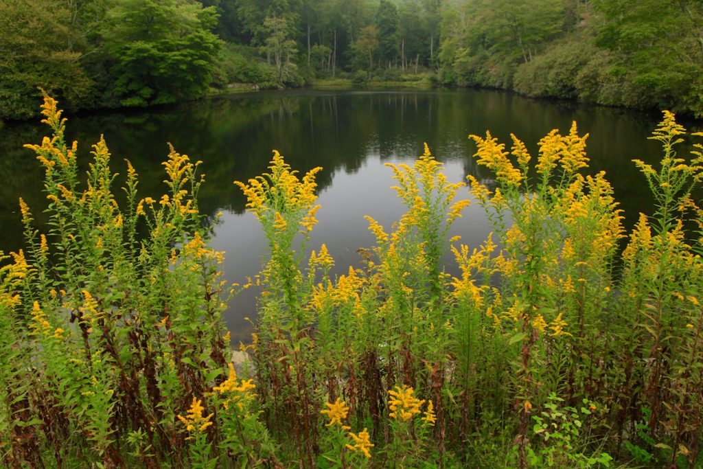 "Goldenrod at Sims Pond, Milepost 295.9" by J. Scott Graham