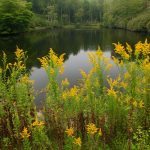 "Goldenrod at Sims Pond, Milepost 295.9" by J. Scott Graham