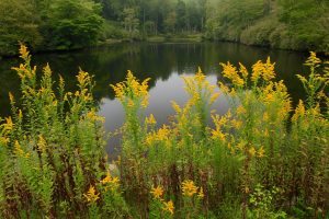 "Goldenrod at Sims Pond, Milepost 295.9" by J. Scott Graham