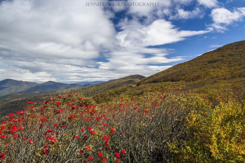 "Mountain Ash in Craggy Gardens, Milepost 364.6" by Jennifer Mesk Photography