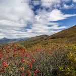 "Mountain Ash in Craggy Gardens, Milepost 364.6" by Jennifer Mesk Photography