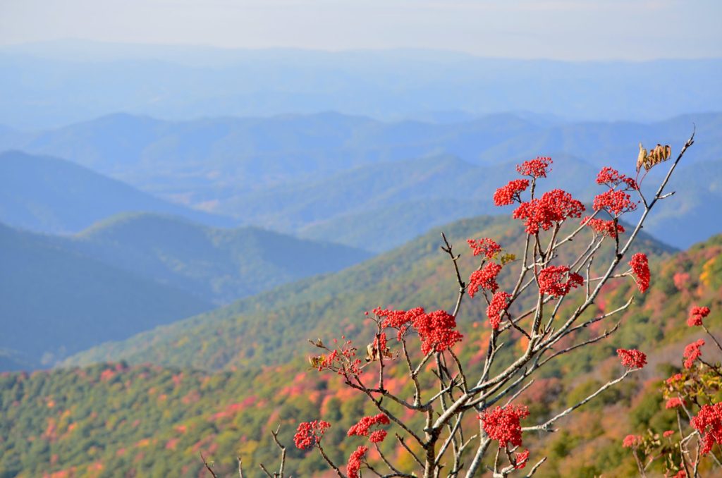 "Red Berries at Craggy Gardens, Milepost 364.6" by Niloban Manorat