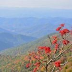 "Red Berries at Craggy Gardens, Milepost 364.6" by Niloban Manorat