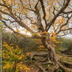 "Fall Color on the Craggy Pinnacle Trail, Milepost 364" by Mohib Ahmad