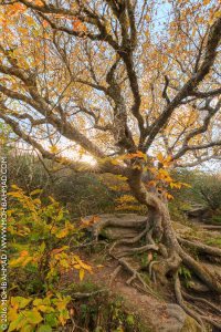 "Fall Color on the Craggy Pinnacle Trail, Milepost 364" by Mohib Ahmad