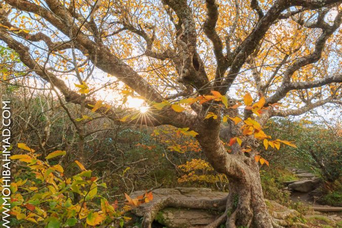 "Fall Color on the Craggy Pinnacle Trail, Milepost 364" by Mohib Ahmad