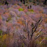 "First Spring Color at Graveyard Fields, Milepost 418" by Emily Holshouser