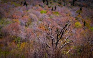 "First Spring Color at Graveyard Fields, Milepost 418" by Emily Holshouser