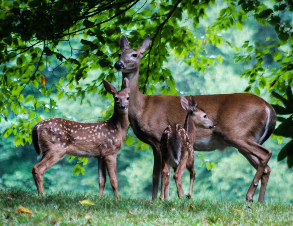 "Deer at Julian Price Campground, Milepost 297.1" by Deborah Visbeck