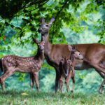 "Deer at Julian Price Campground, Milepost 297.1" by Deborah Visbeck