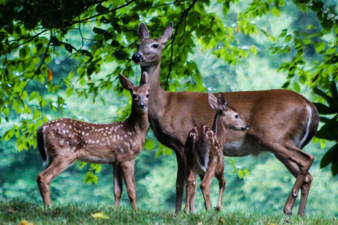 "Deer at Julian Price Campground, Milepost 297.1" by Deborah Visbeck