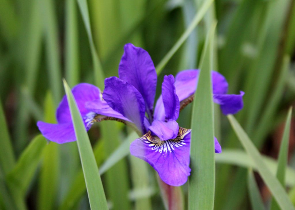 "Iris on the Parkway near Roanoke, Virginia" by Sarah Vell Photography