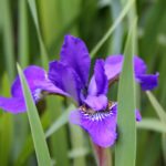 "Iris on the Parkway near Roanoke, Virginia" by Sarah Vell Photography