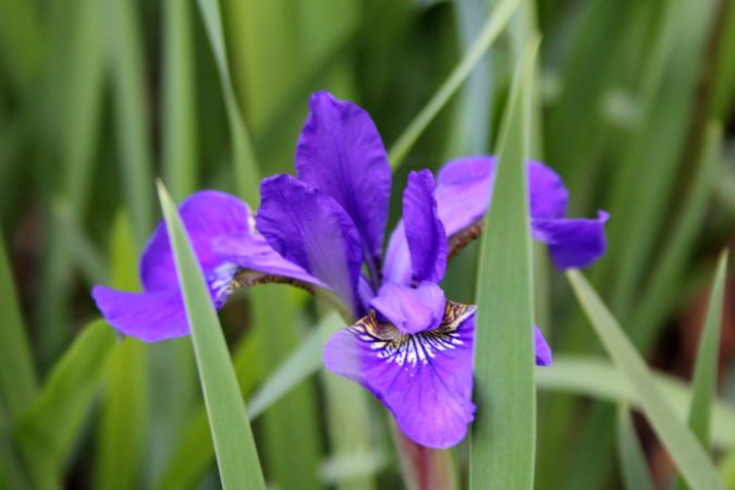 "Iris on the Parkway near Roanoke, Virginia" by Sarah Vell Photography