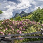 "Rhododendron at Grandfather Mountain" by Craig Zerbe