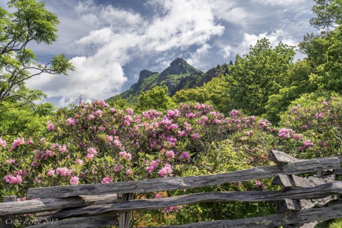 "Rhododendron at Grandfather Mountain" by Craig Zerbe